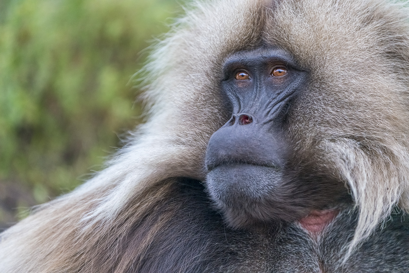 fotoreise-aethiopien-fotosafari-ethiopia-blutbrustpavian-Gelada-64