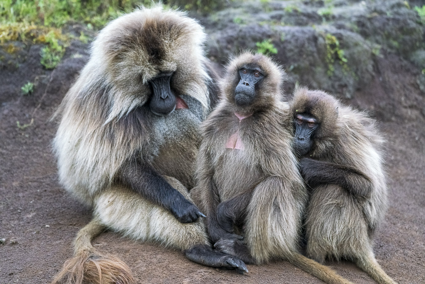 fotoreise-aethiopien-fotosafari-ethiopia-blutbrustpavian-Gelada-65