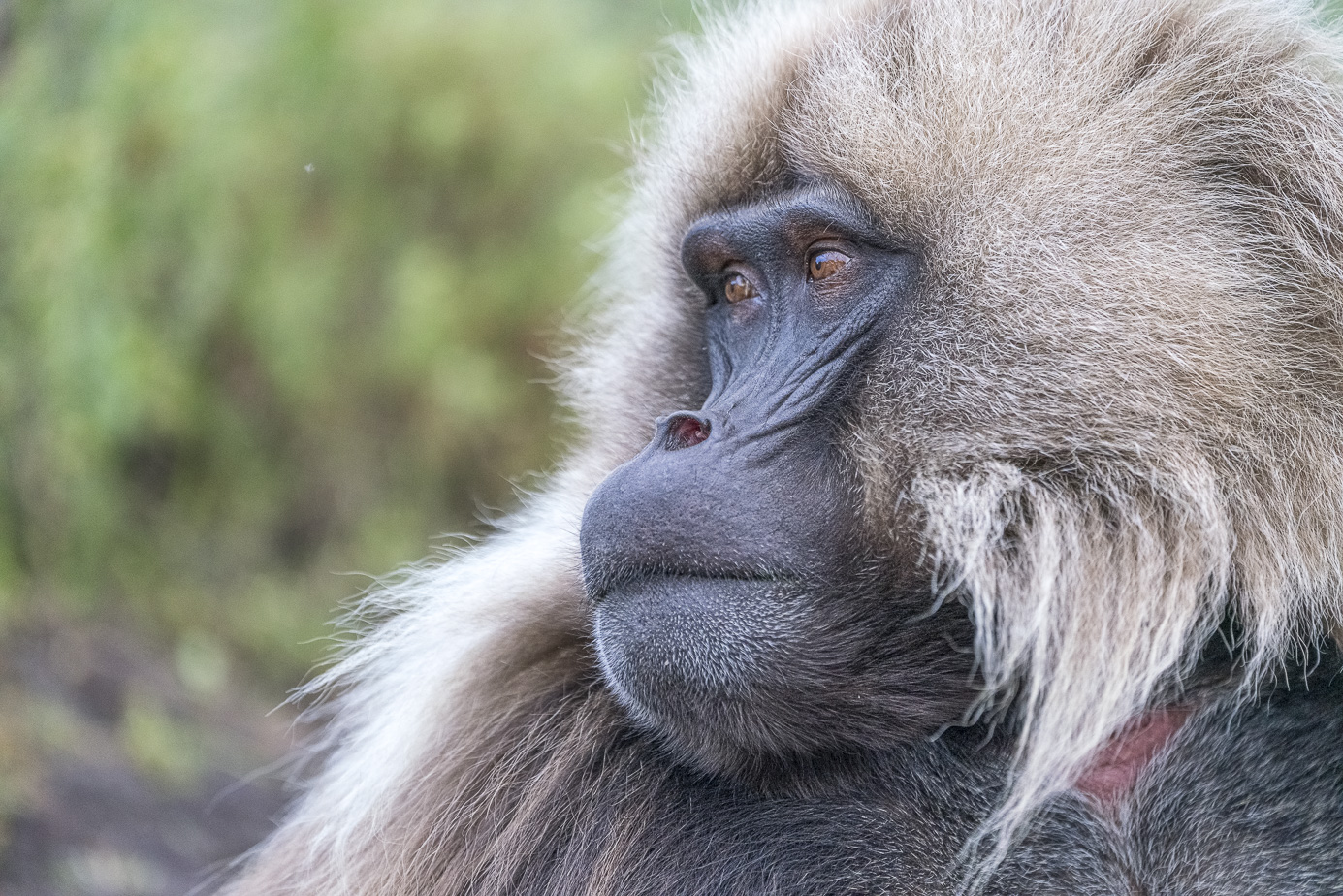 fotoreise-aethiopien-fotosafari-ethiopia-blutbrustpavian-Gelada-66