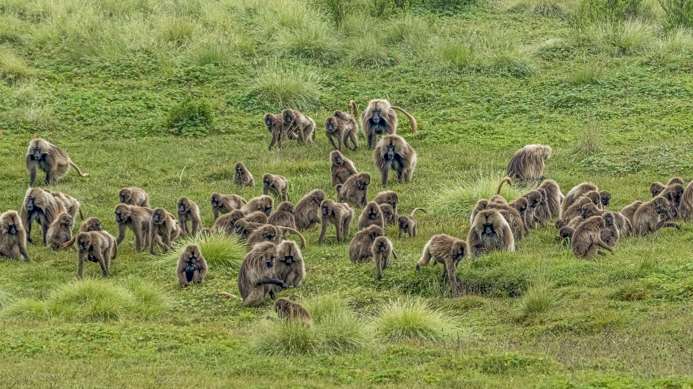 fotoreise-aethiopien-fotosafari-ethiopia-blutbrustpavian-Gelada-67