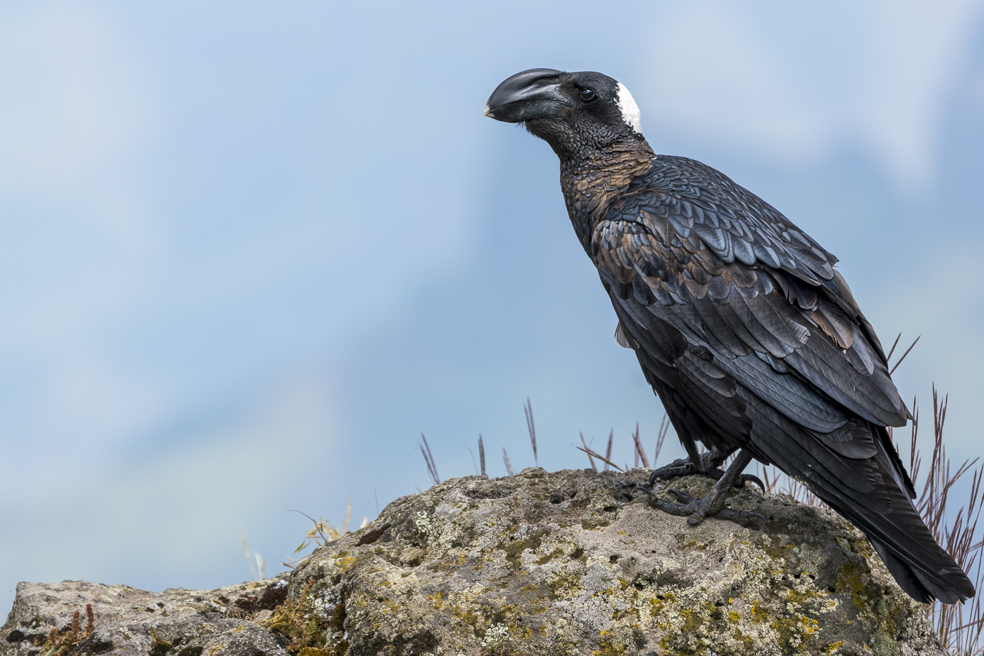 fotoreise-aethiopien-fotosafari-ethiopia-Erzrabe-69