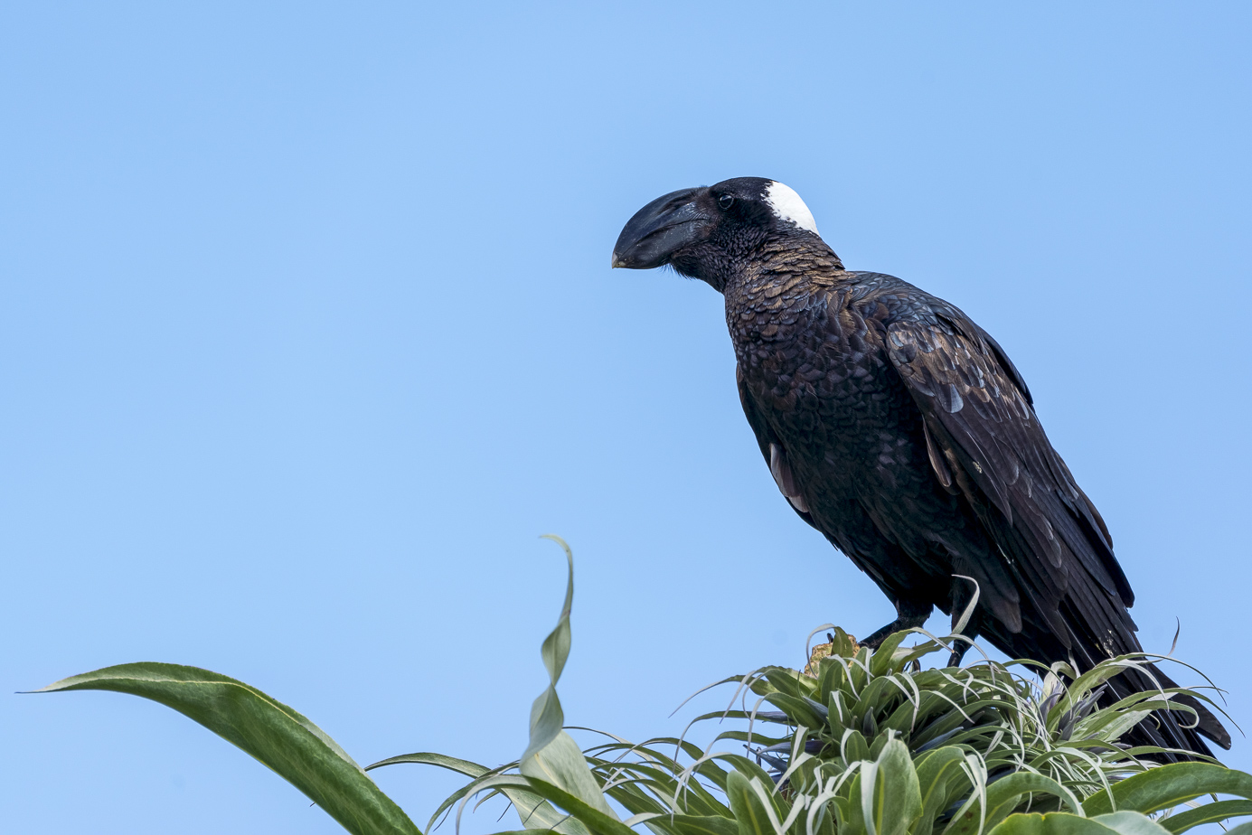 fotoreise-aethiopien-fotosafari-ethiopia-Erzrabe-70-1