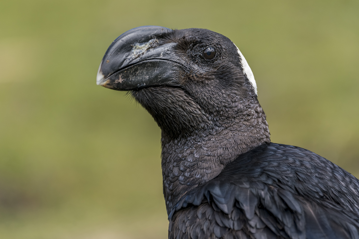 fotoreise-aethiopien-fotosafari-ethiopia-Erzrabe-72-1