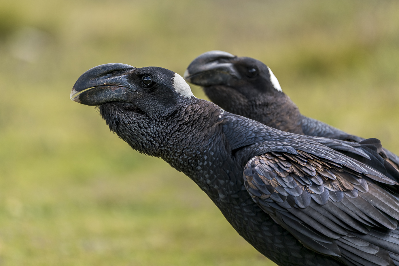 fotoreise-aethiopien-fotosafari-ethiopia-Erzrabe-73-1