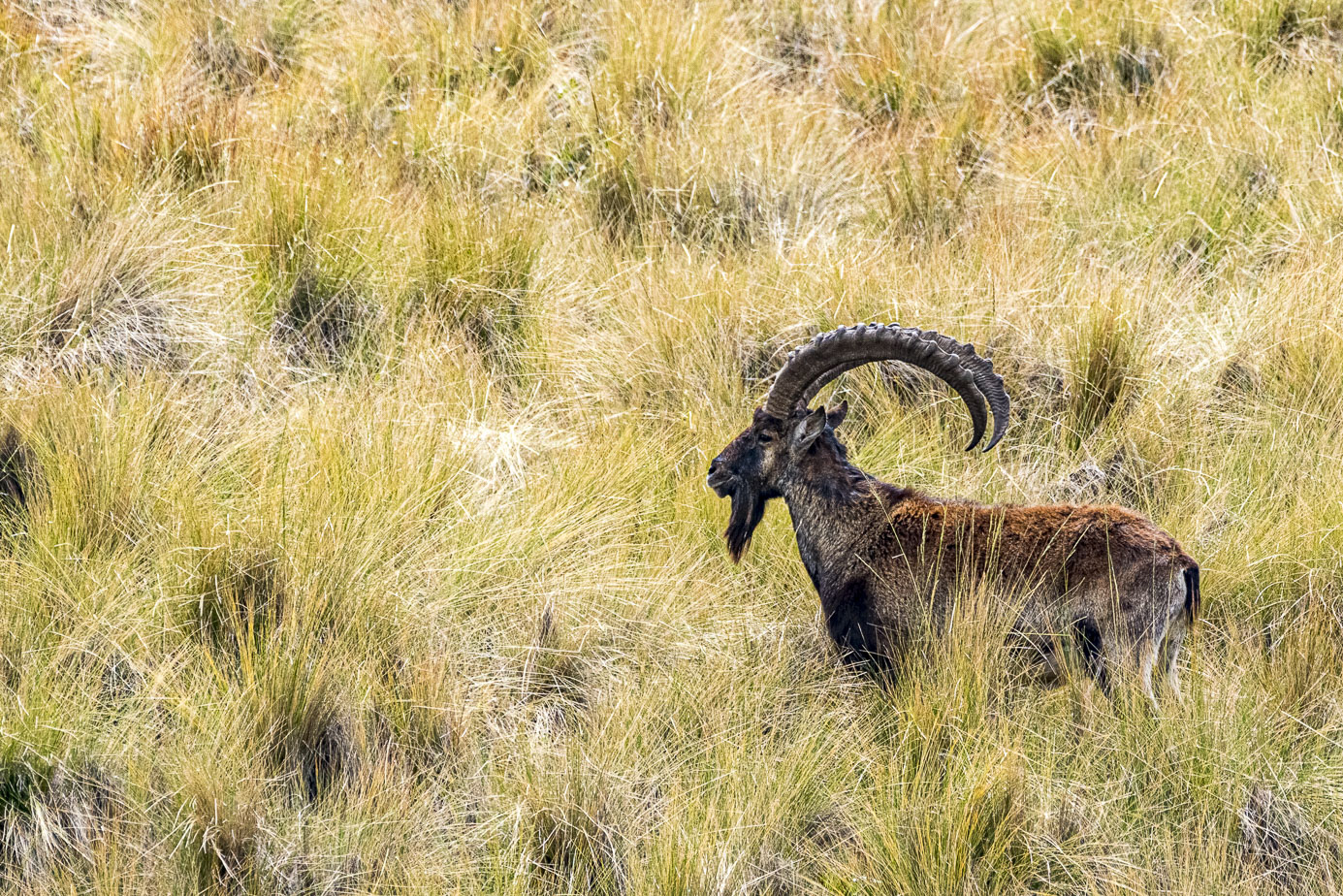 fotoreise-aethiopien-steinbock-74