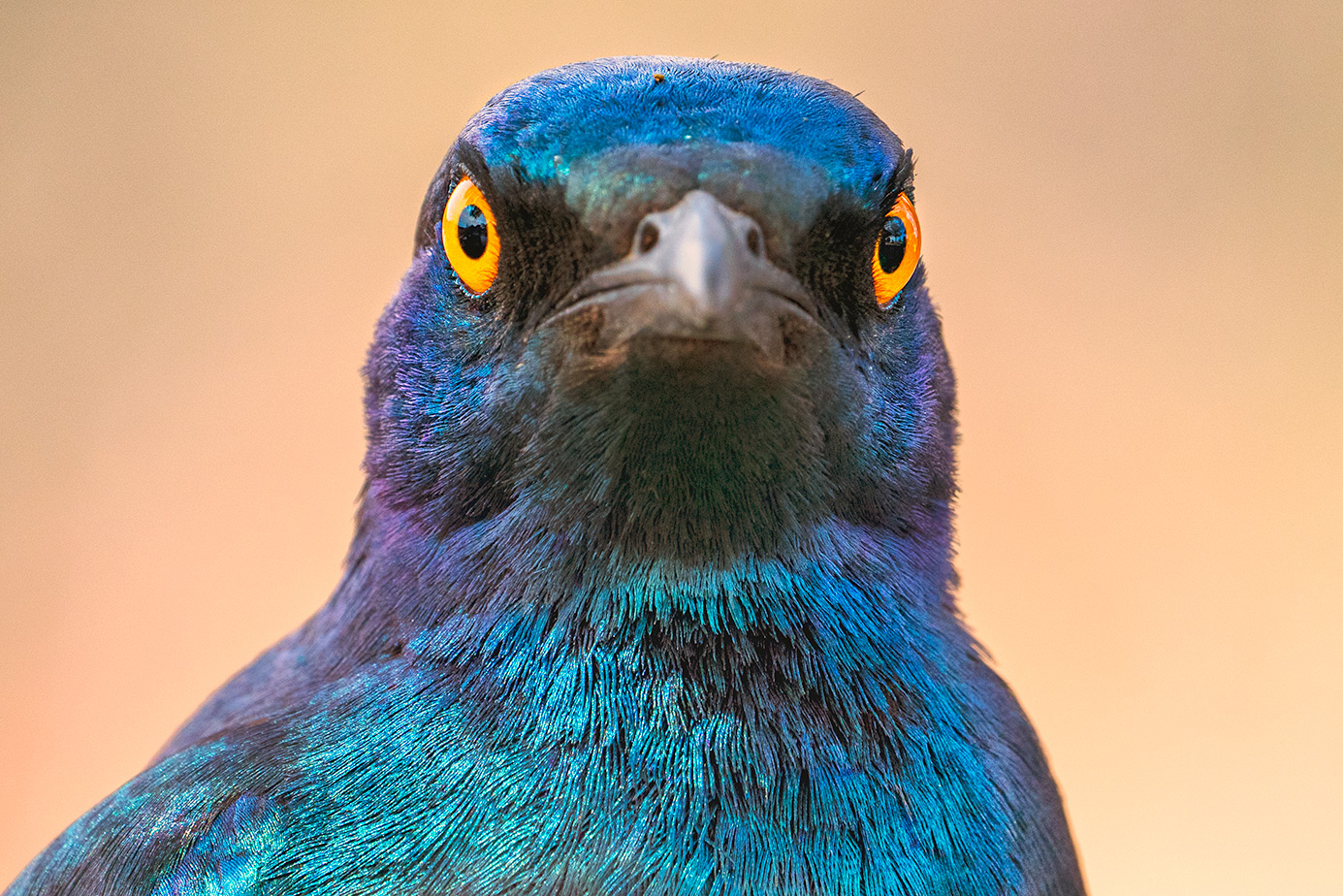 Glanzstar fotografiert aus nächster Nähe von Benny Rebel auf einer Fotosafari in Südafrika.