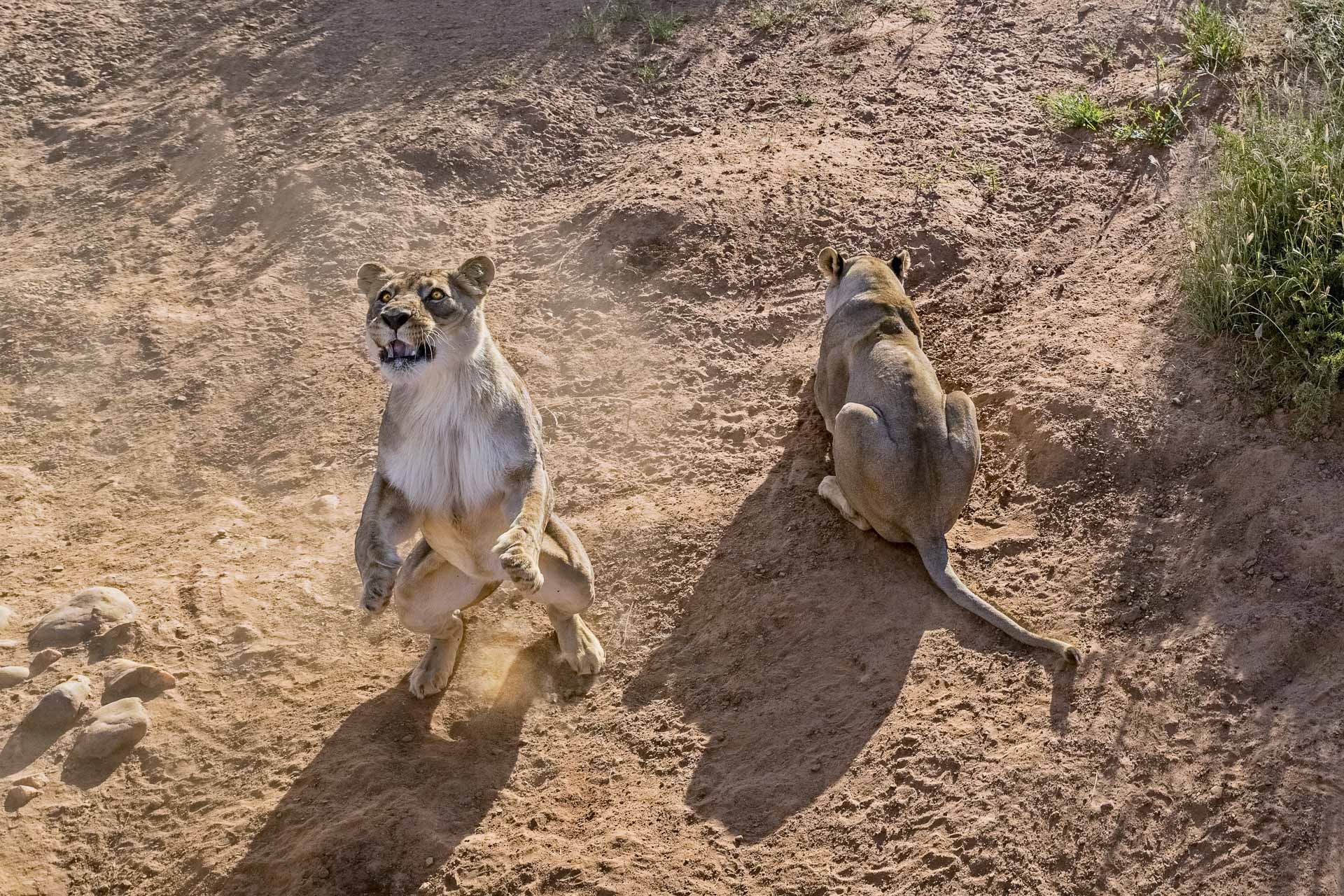 Fotoreise-Fotosafari-hd-2021-087-Namibia