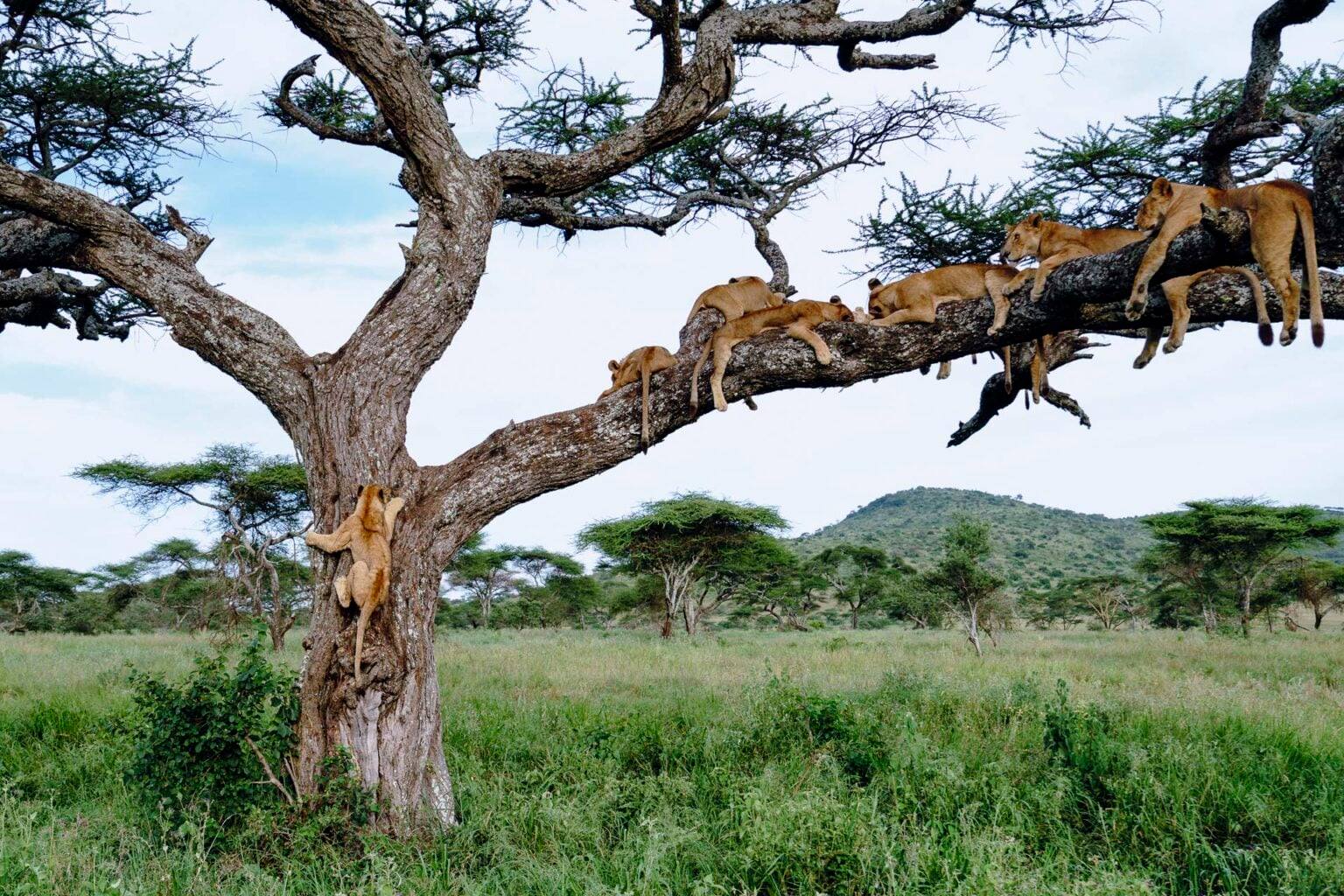 Tansania_Gepard_Fotosafari_3