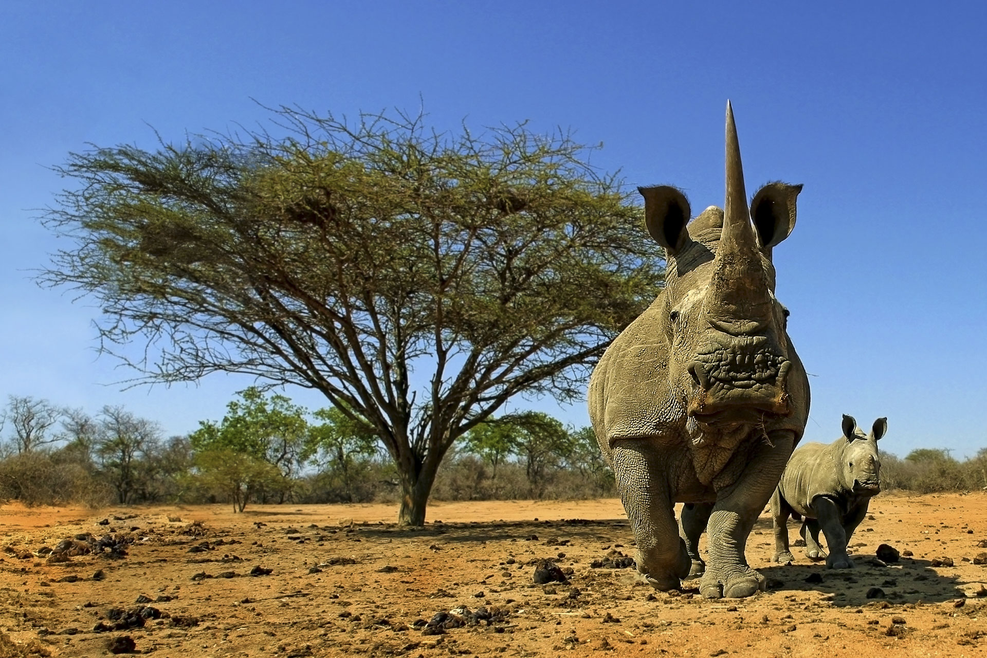 All rights reserved for Benny Rebel
www.Benny-Rebel.com