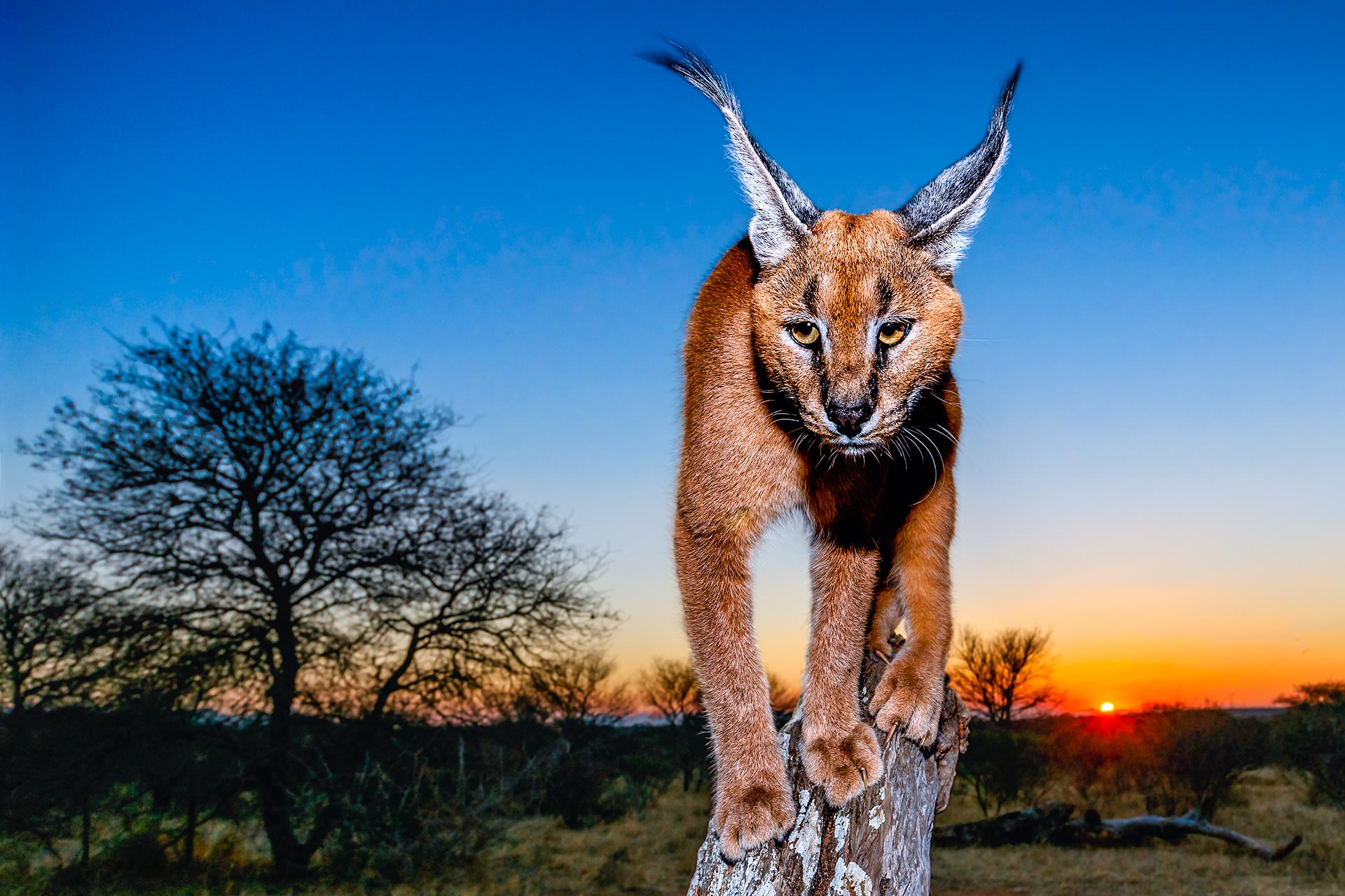 All rights reserved for Benny Rebelwww.Benny-Rebel.com