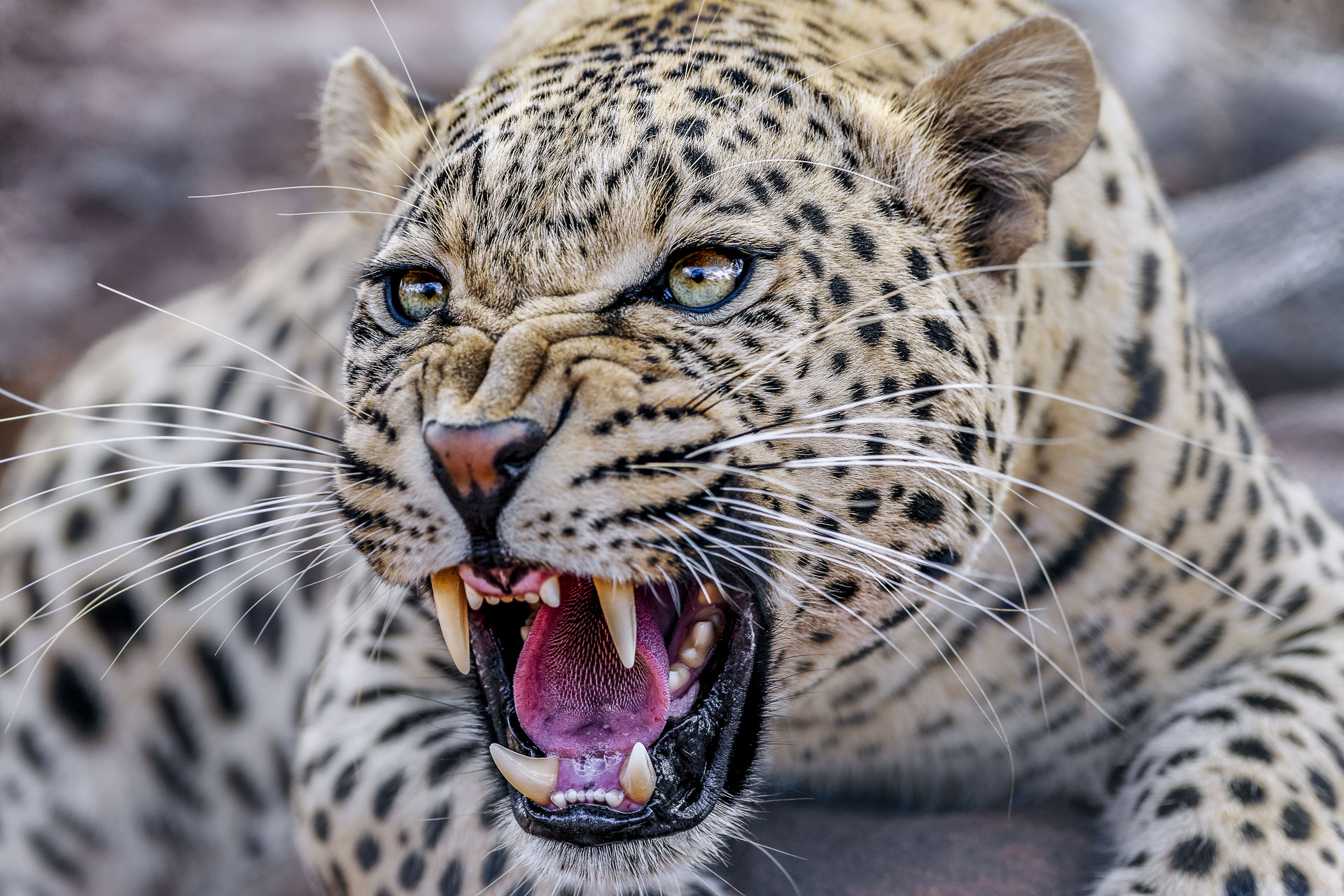 All rights reserved for Benny Rebel
www.Benny-Rebel.com