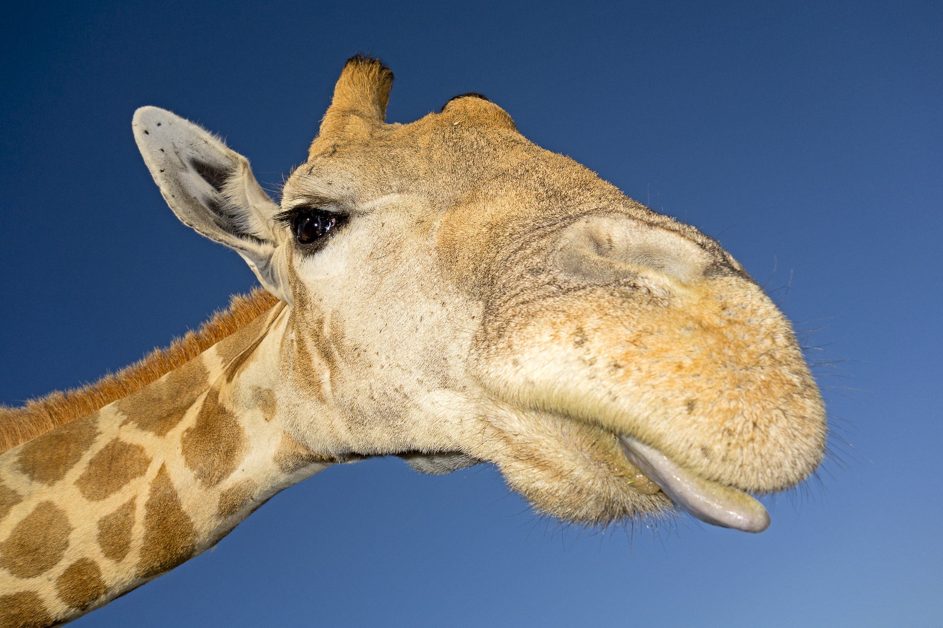 All rights reserved for Benny Rebel
www.Benny-Rebel.com