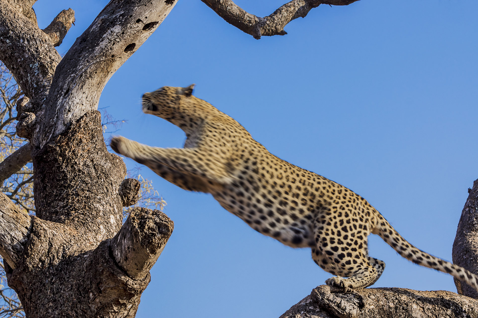 All rights reserved for Benny Rebel
www.Benny-Rebel.com