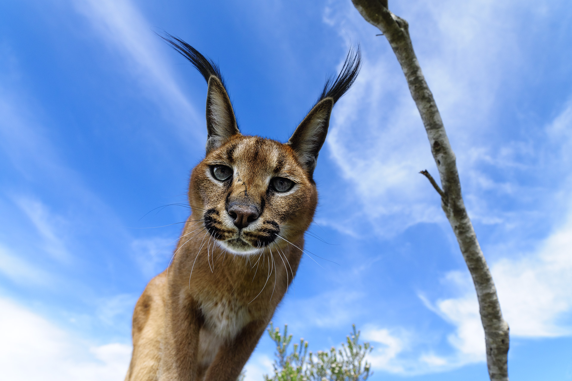 All rights reserved for Benny Rebel
www.Benny-Rebel.com