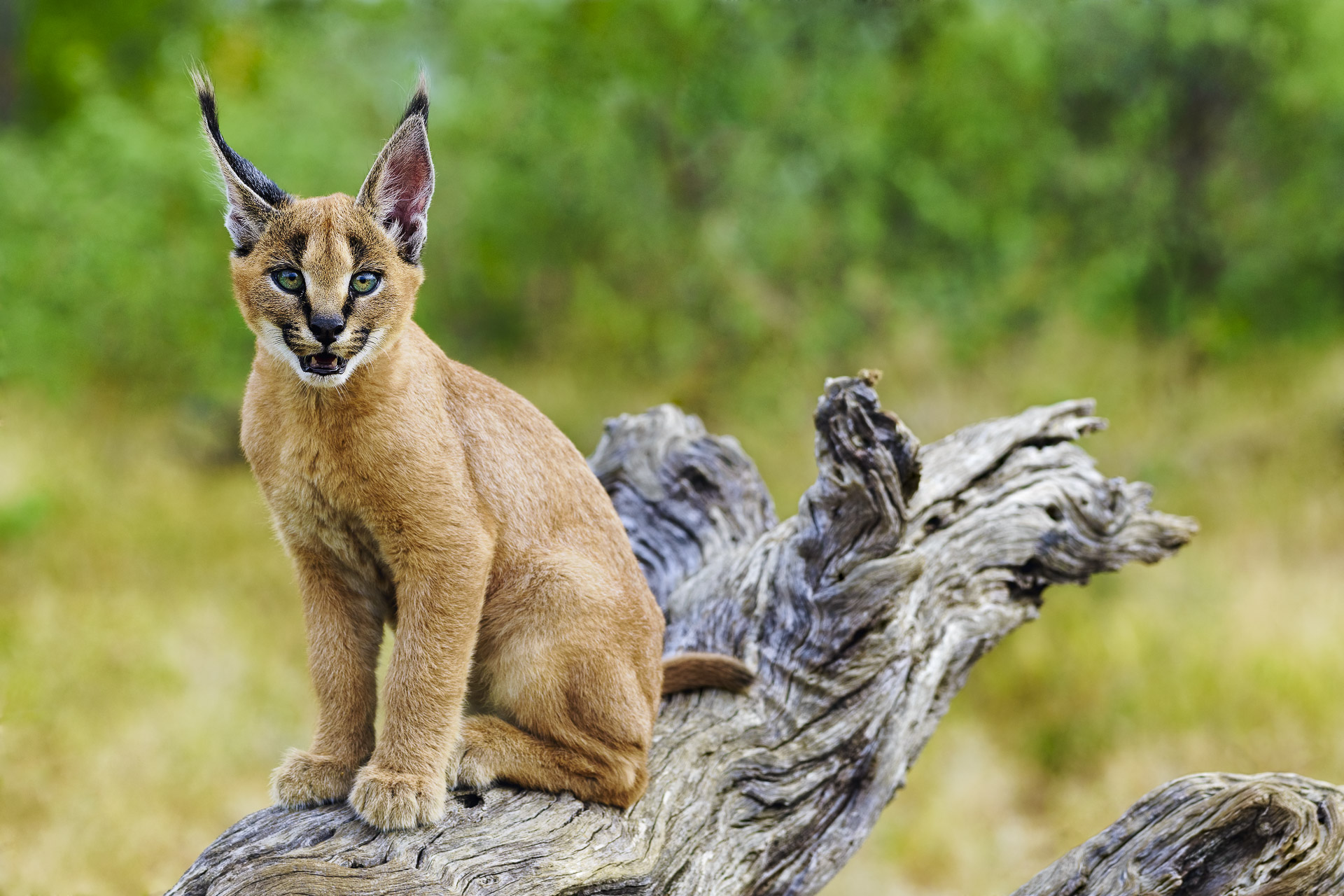 All rights reserved for Benny Rebel
www.Benny-Rebel.com