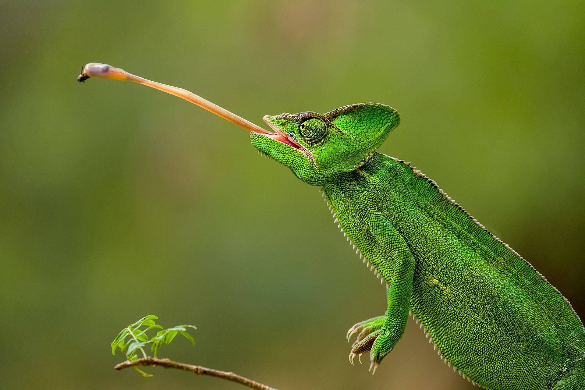 All rights reserved for Benny Rebel
www.Benny-Rebel.com