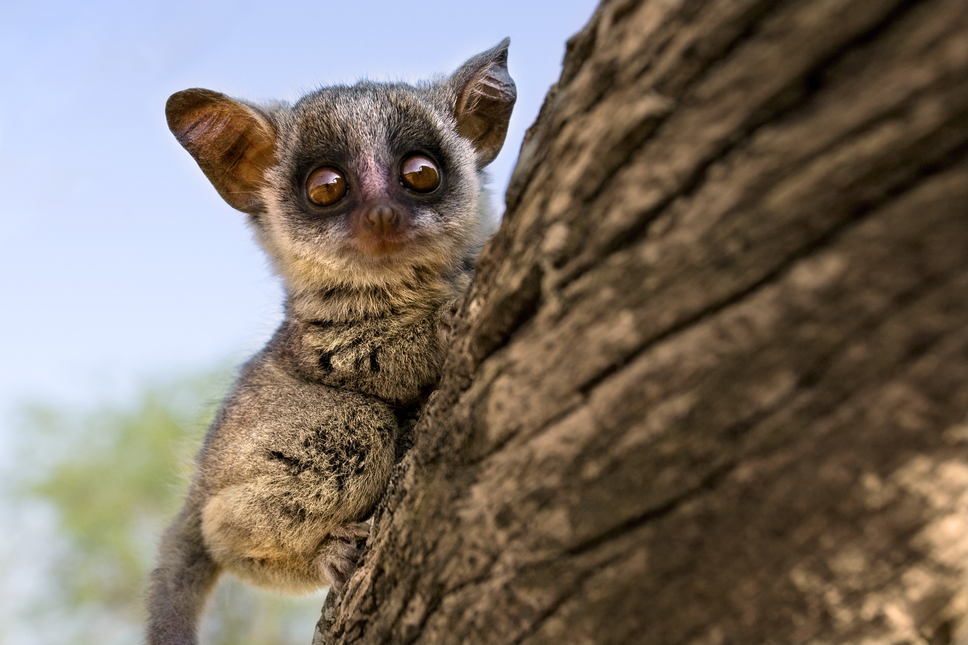 All rights reserved for Benny Rebel
www.Benny-Rebel.com