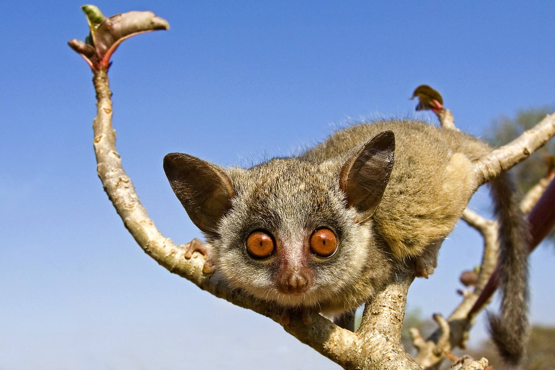 All rights reserved for Benny Rebel
www.Benny-Rebel.com