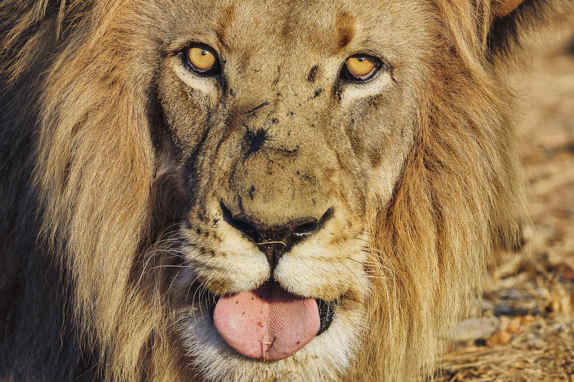 All rights reserved for Benny Rebel
www.Benny-Rebel.com