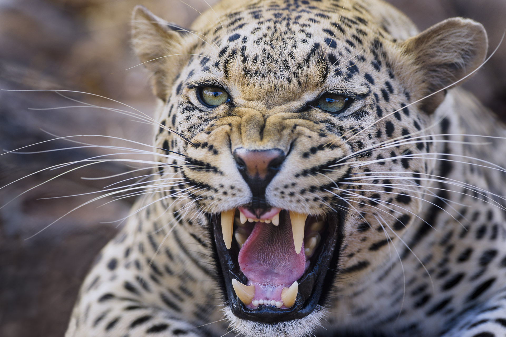 fotoreise-fotosafari-hd-2021-203-suedafrika