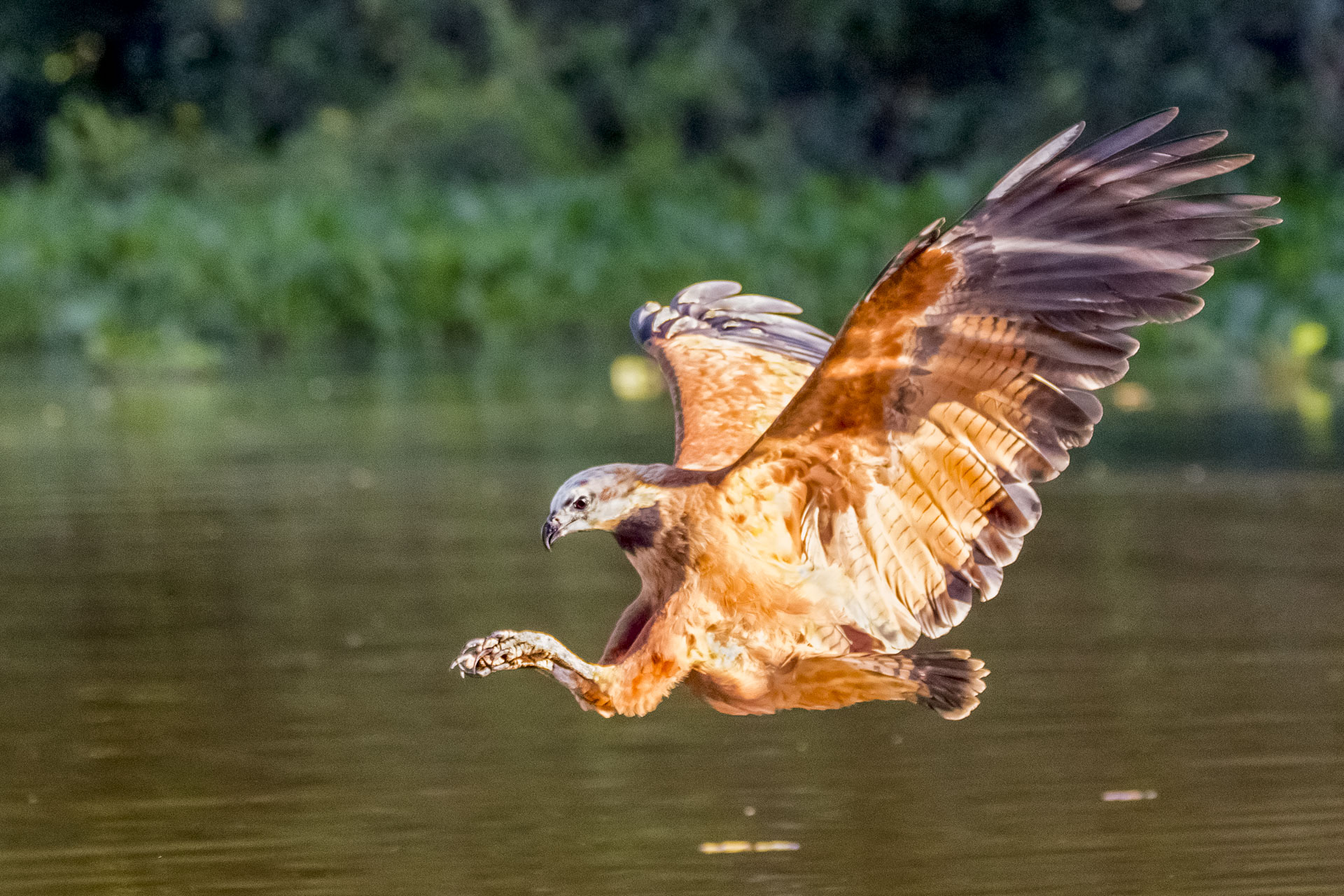 Fischbussard jagt einen Fisch auf einer Fotoreise mit Benny Rebel Fotosafaris durch Brasiliens Pantanal.