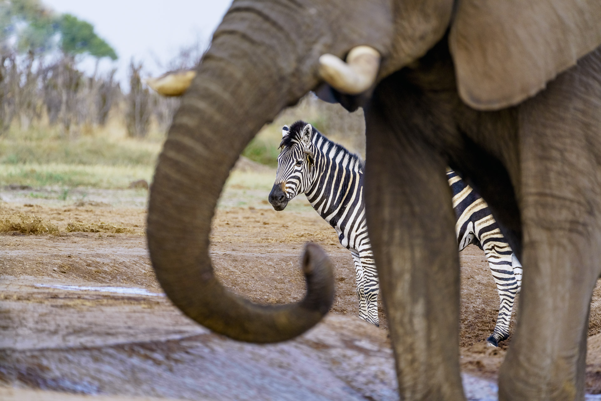 fotoreise-fotosafari-hd-2021-231-Botswana