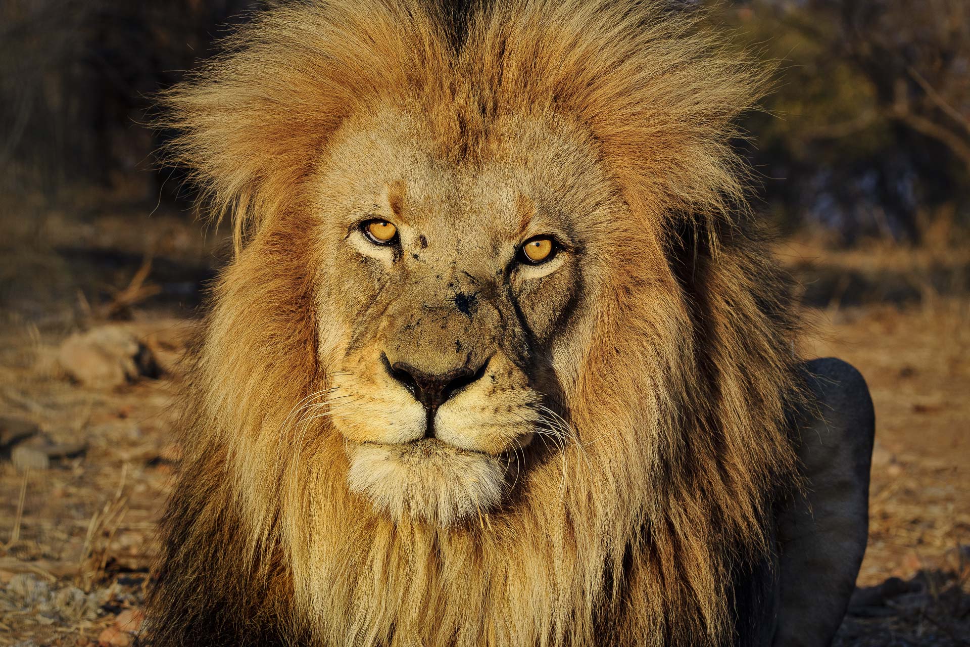 All rights reserved for Benny Rebel
www.Benny-Rebel.com