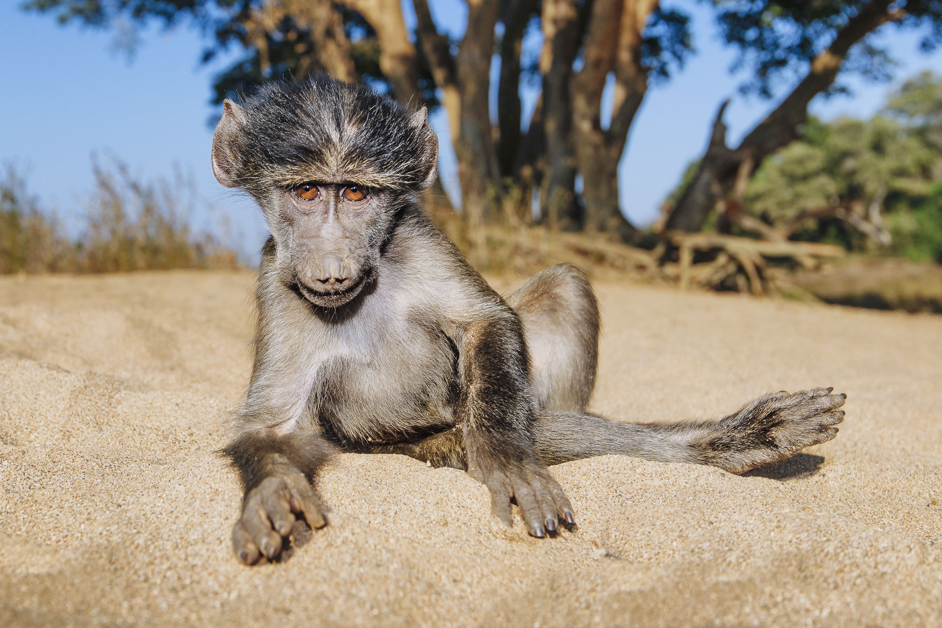 All rights reserved for Benny Rebel
www.Benny-Rebel.com