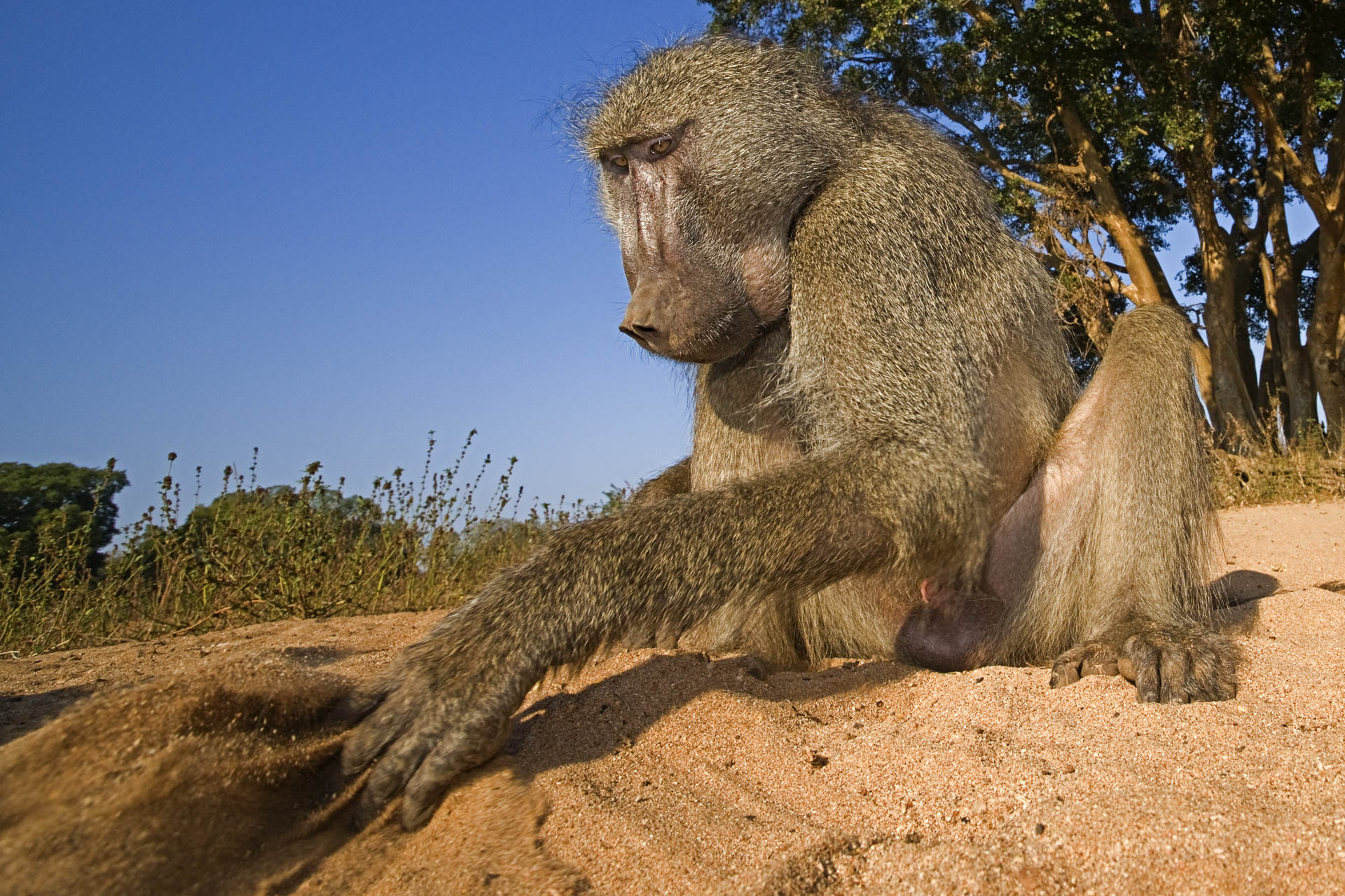 All rights reserved for Benny Rebel
www.Benny-Rebel.com