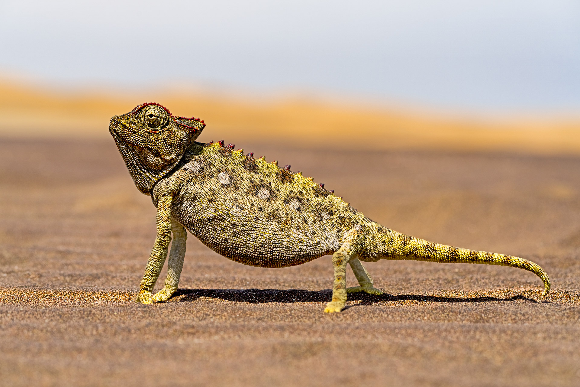 fotoreise-fotosafari-hd-2021-260-Namibia