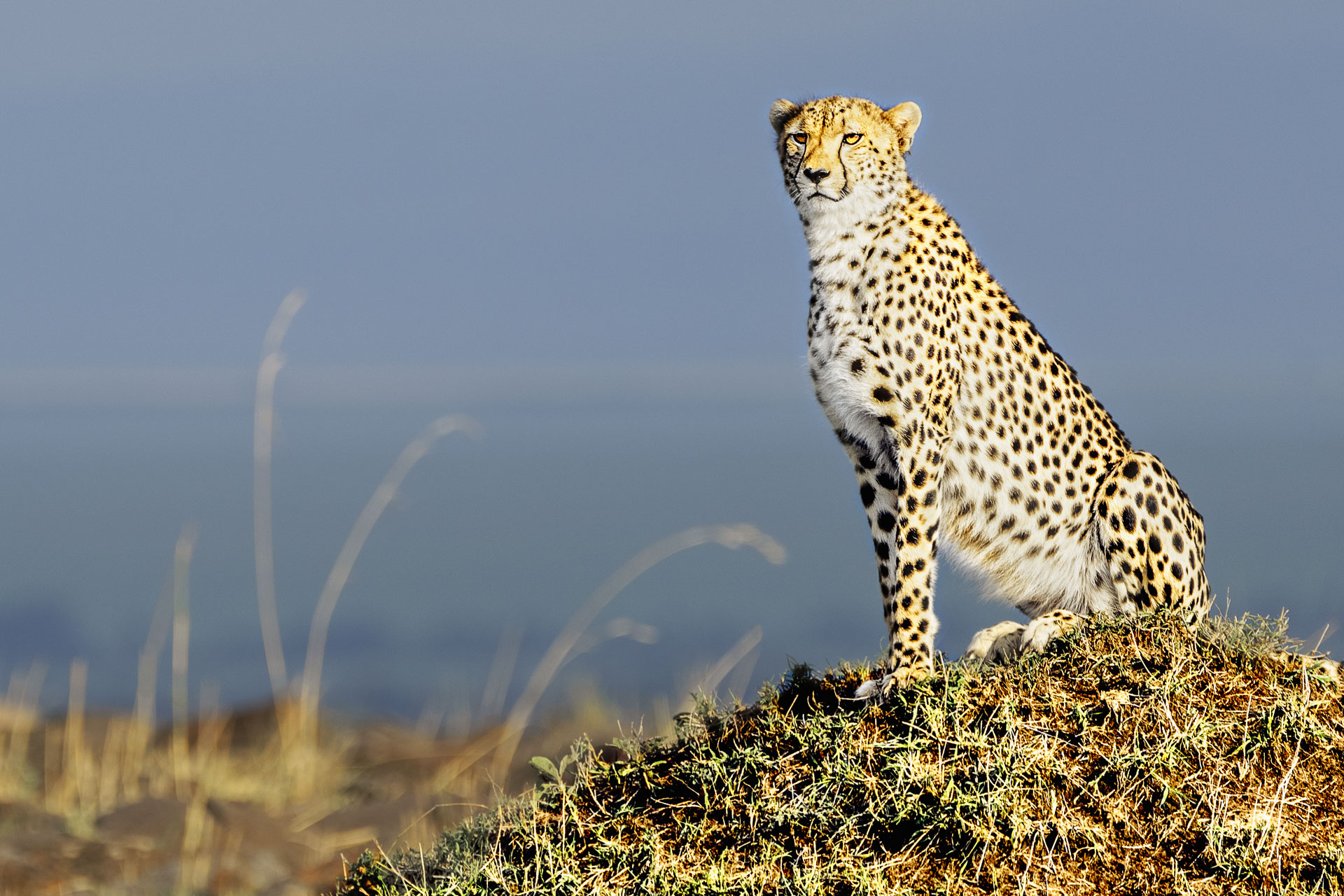 Gepard in der Serengeti