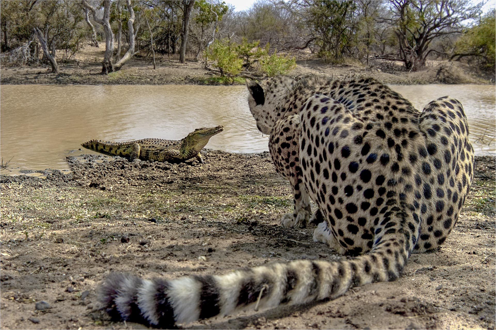 All rights reserved for Benny Rebel
www.Benny-Rebel.com