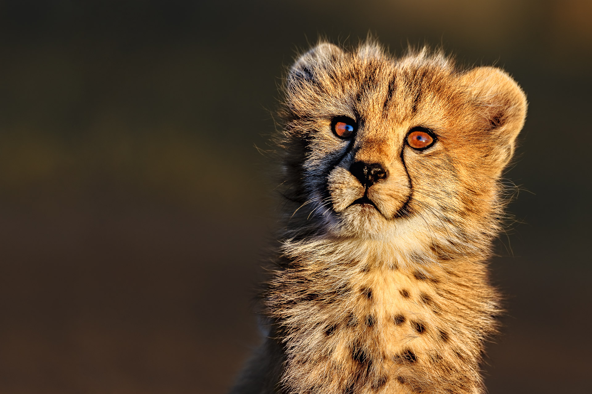 All rights reserved for Benny Rebel
www.Benny-Rebel.com