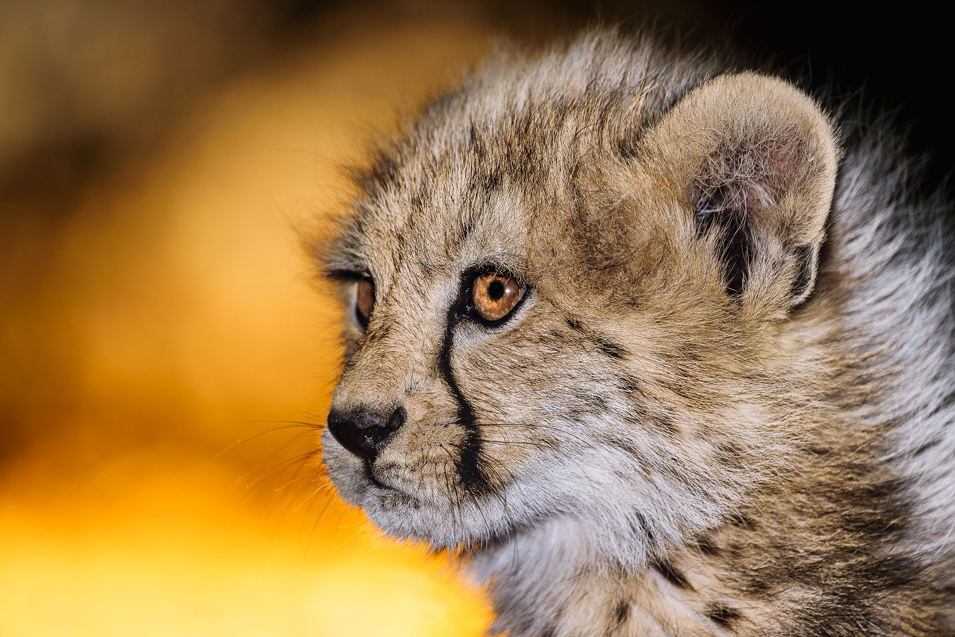 All rights reserved for Benny Rebel
www.Benny-Rebel.com