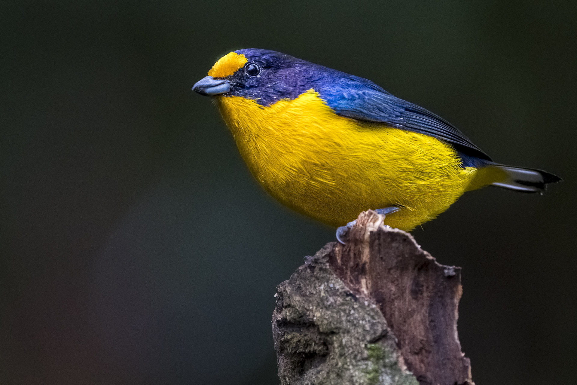 fotoreise-fotosafari-hd-2021-324-Brasilien