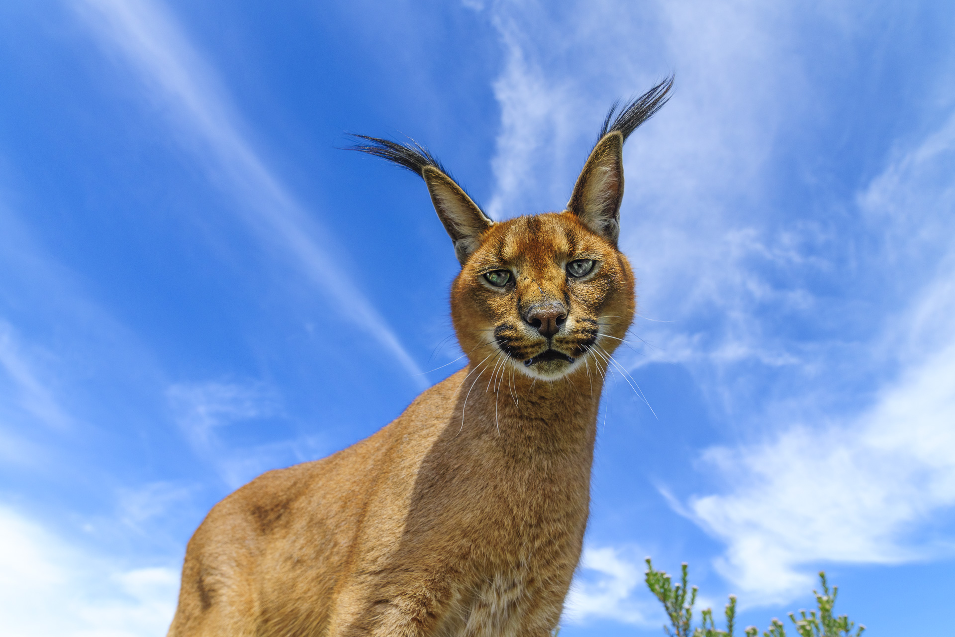 All rights reserved for Benny Rebel
www.Benny-Rebel.com