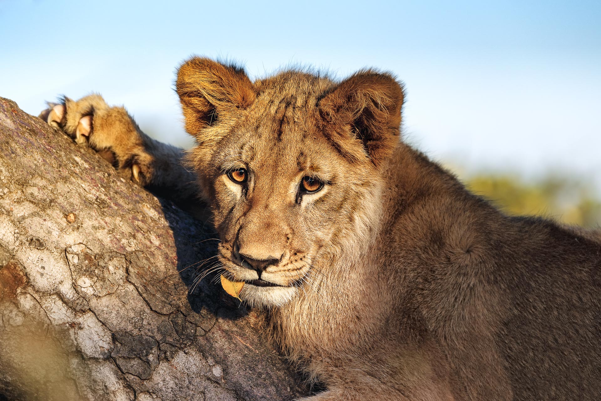 All rights reserved for Benny Rebel
www.Benny-Rebel.com