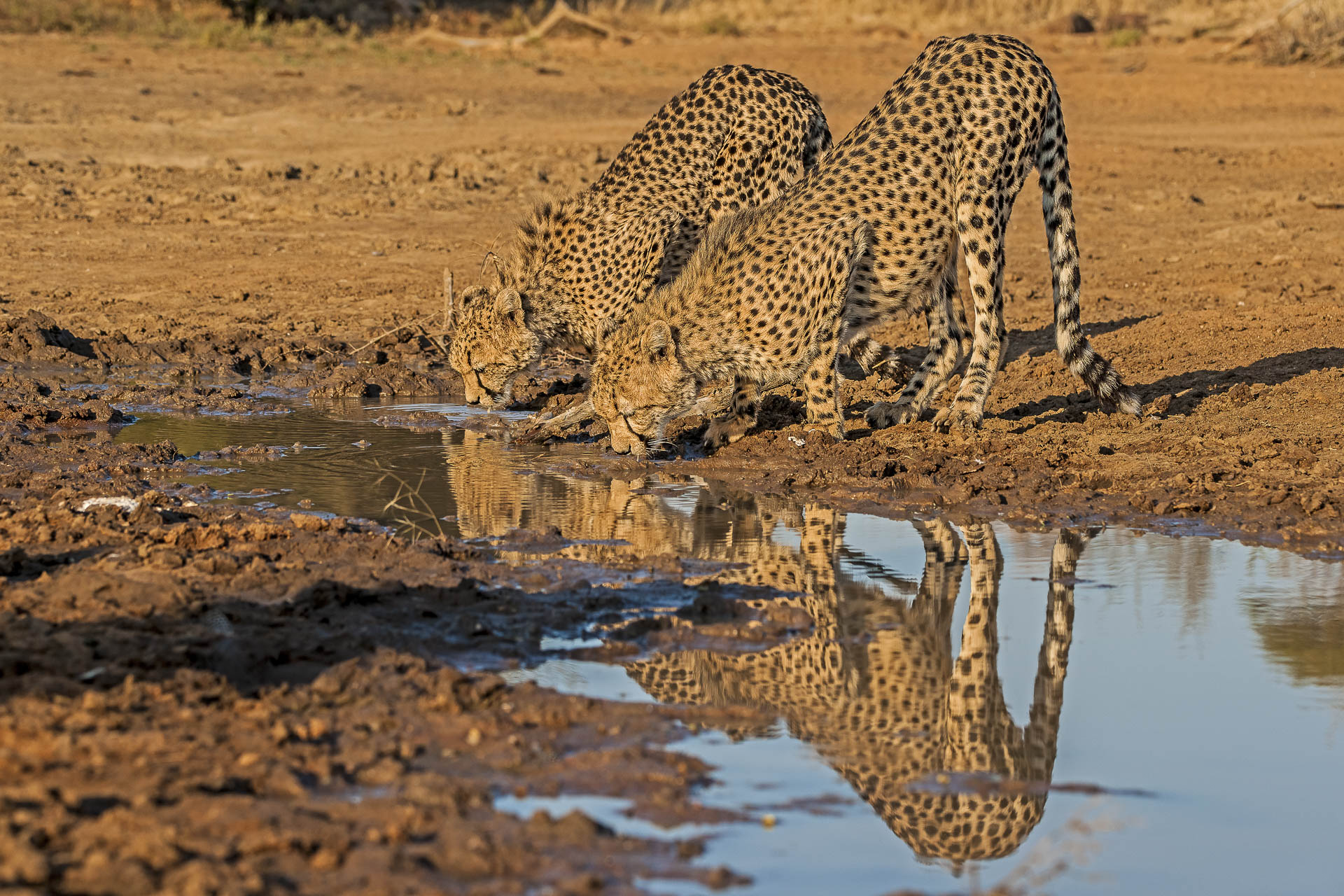 All rights reserved for Benny Rebel
www.Benny-Rebel.com