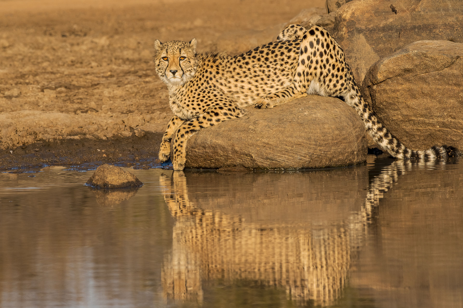 All rights reserved for Benny Rebel
www.Benny-Rebel.com