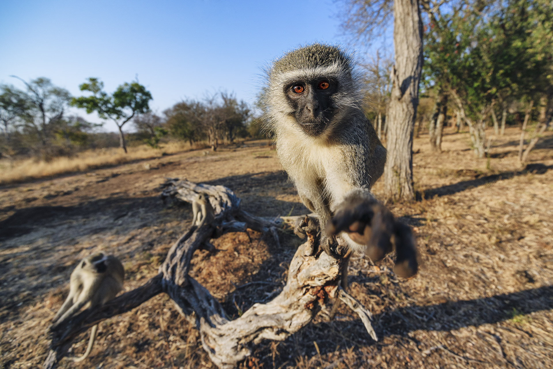 All rights reserved for Benny Rebel
www.Benny-Rebel.com