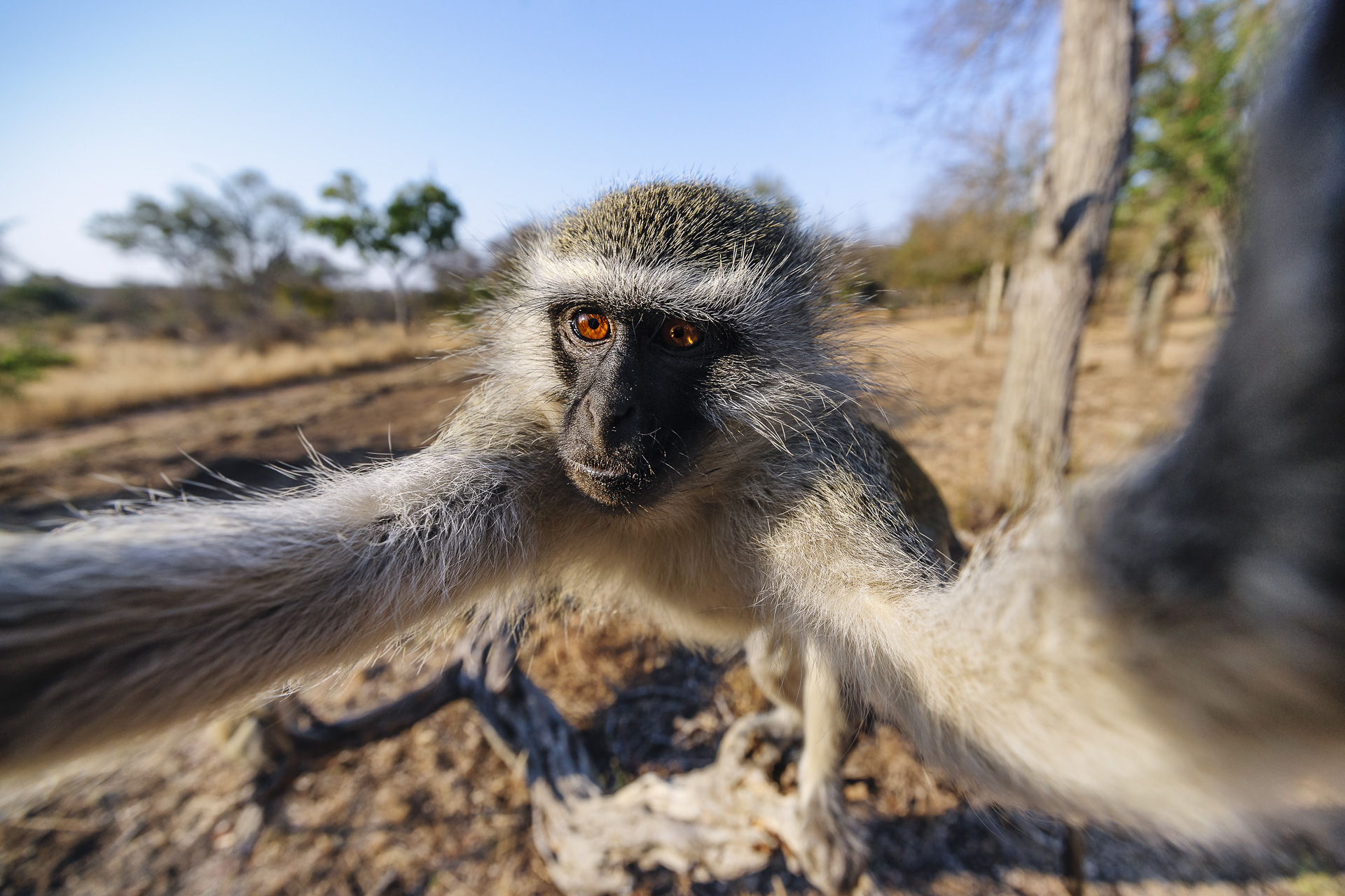 All rights reserved for Benny Rebel
www.Benny-Rebel.com