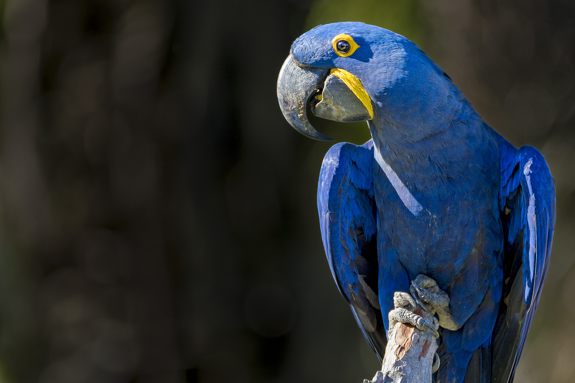 fotoreise-fotosafari-hd-2021-465-Brasilien
