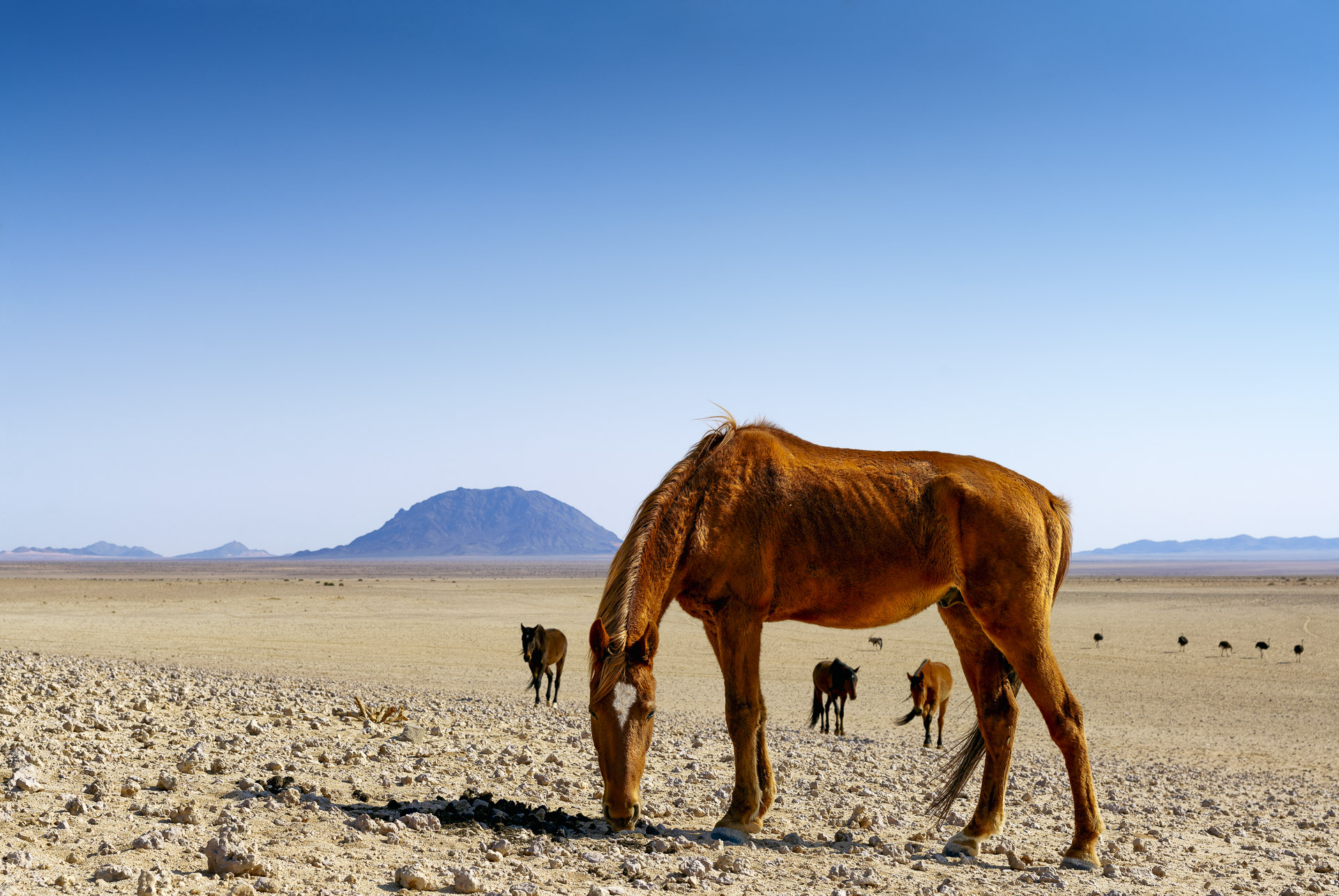 fotoreise-fotosafari-hd-2021-524-Namibia