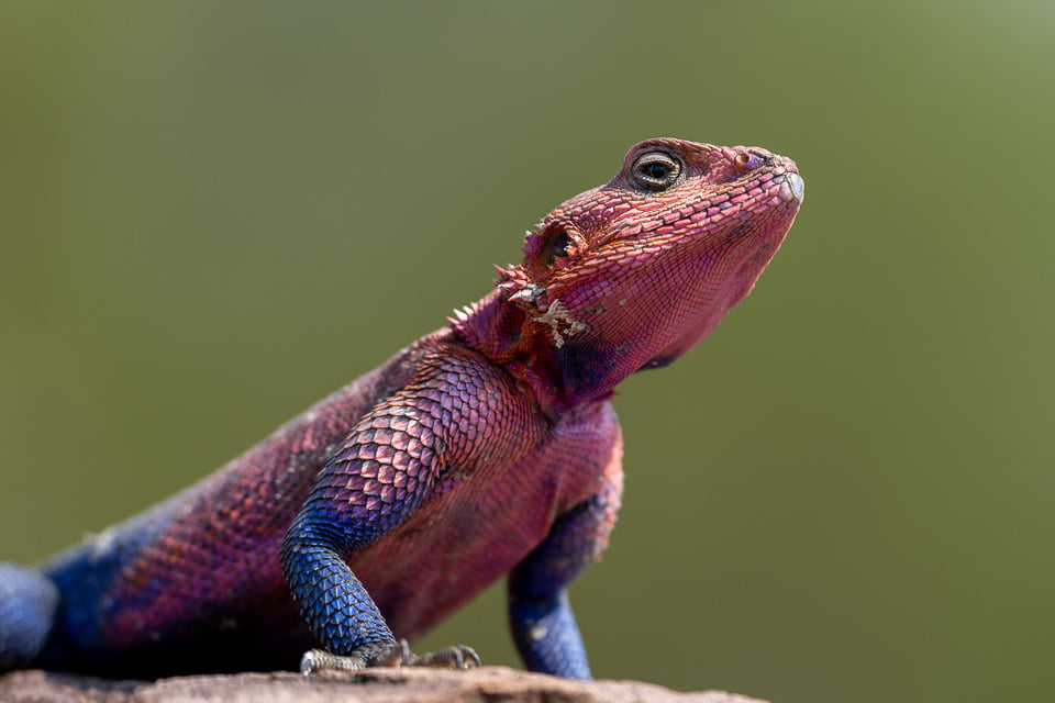 Fotoreise-Tansania-Tierfotografie-12