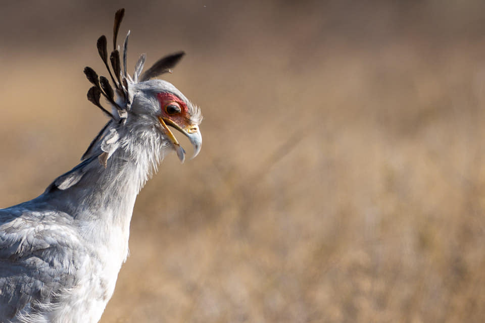 Fotosafari-Tansania-Adler-15