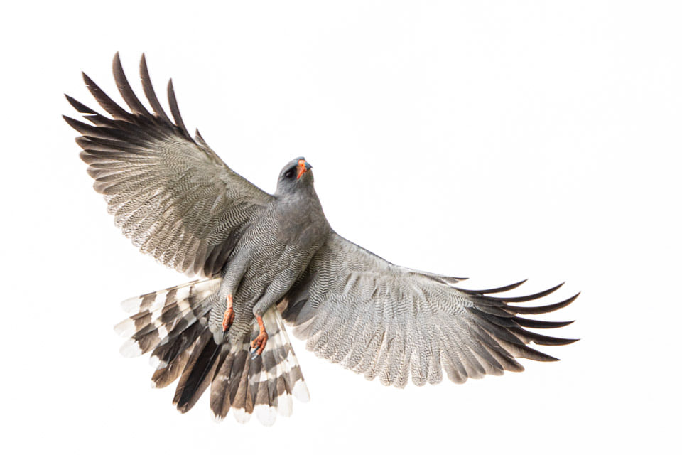 Fotosafari-Tansania-Tierfotografie-1-2