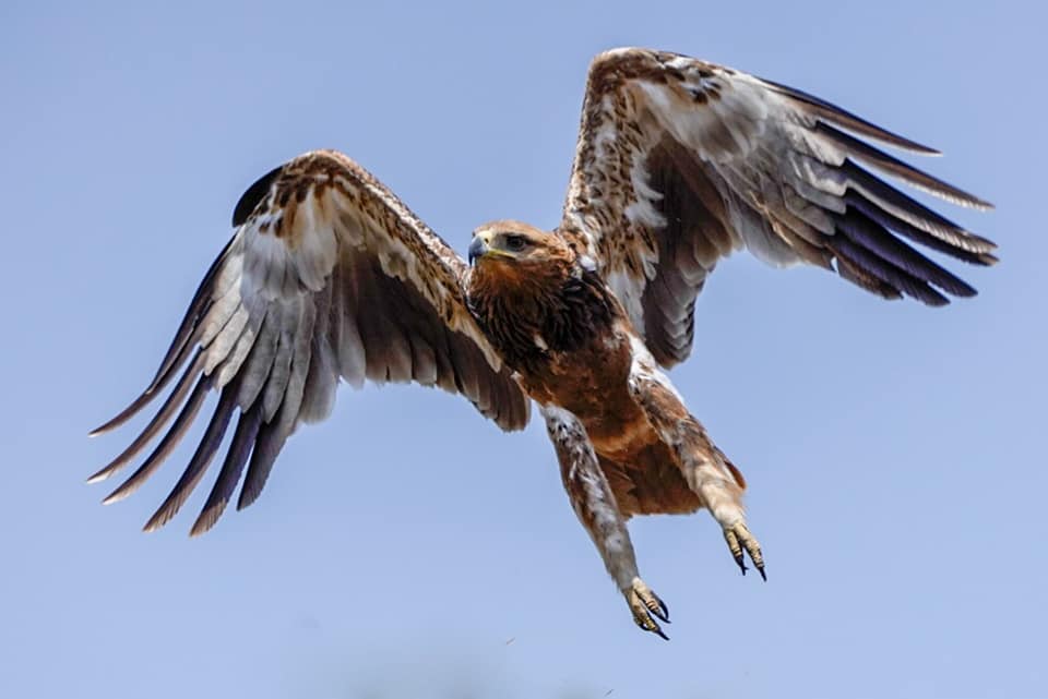 Fotosafari-Tansania-Tierfotografie-5