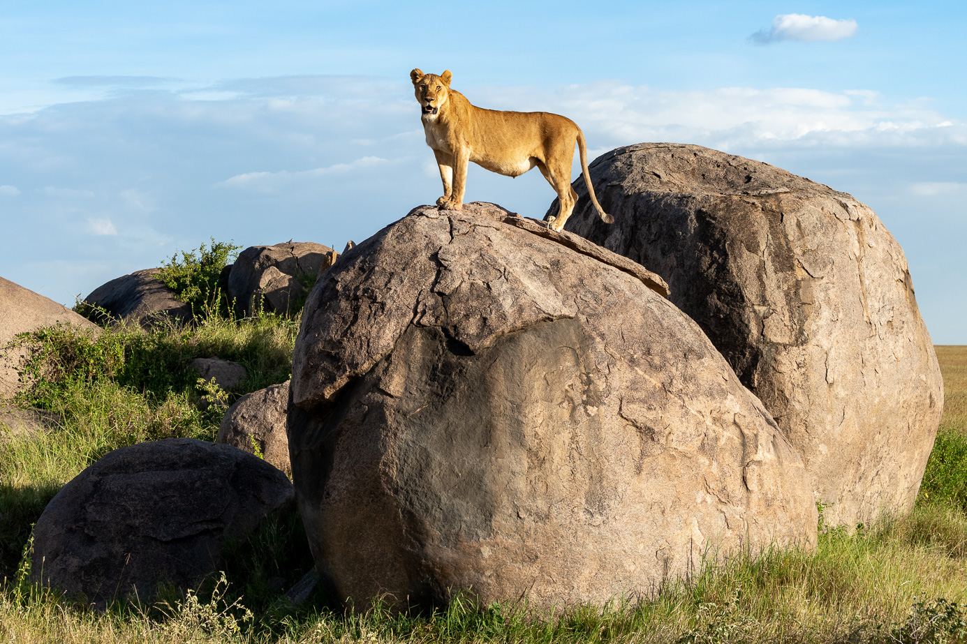 Löwin auf einem Felsen in der Serengeti. Fotografiert auf einer Fotoreise mit Benny Rebel Fotosafaris GmbH.