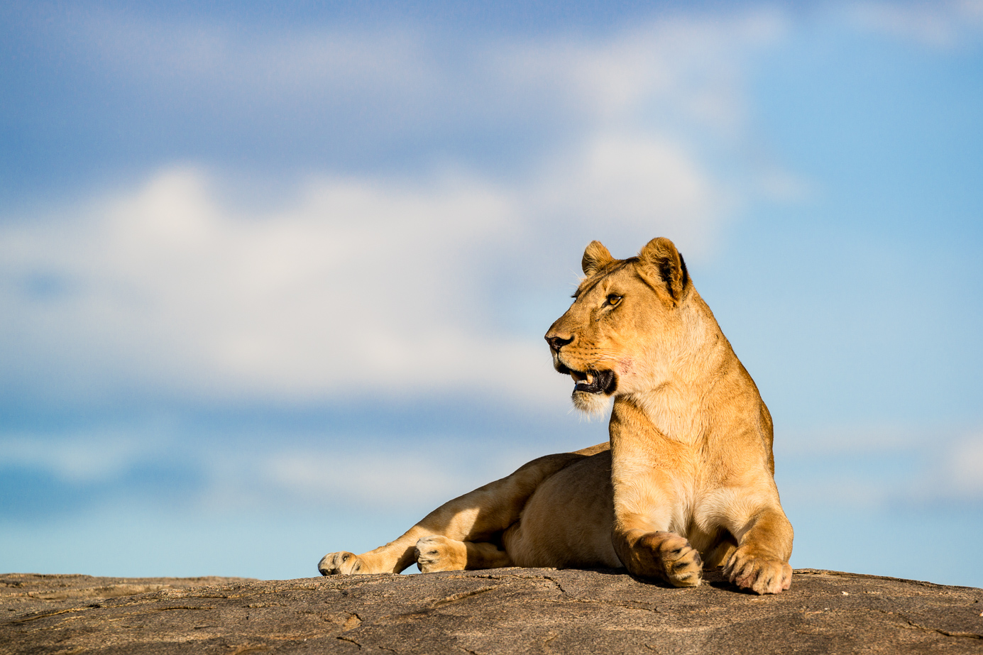 Löwin auf einem Felsen in der Serengeti. Fotografiert auf einer Fotoreise mit Benny Rebel Fotosafaris GmbH.