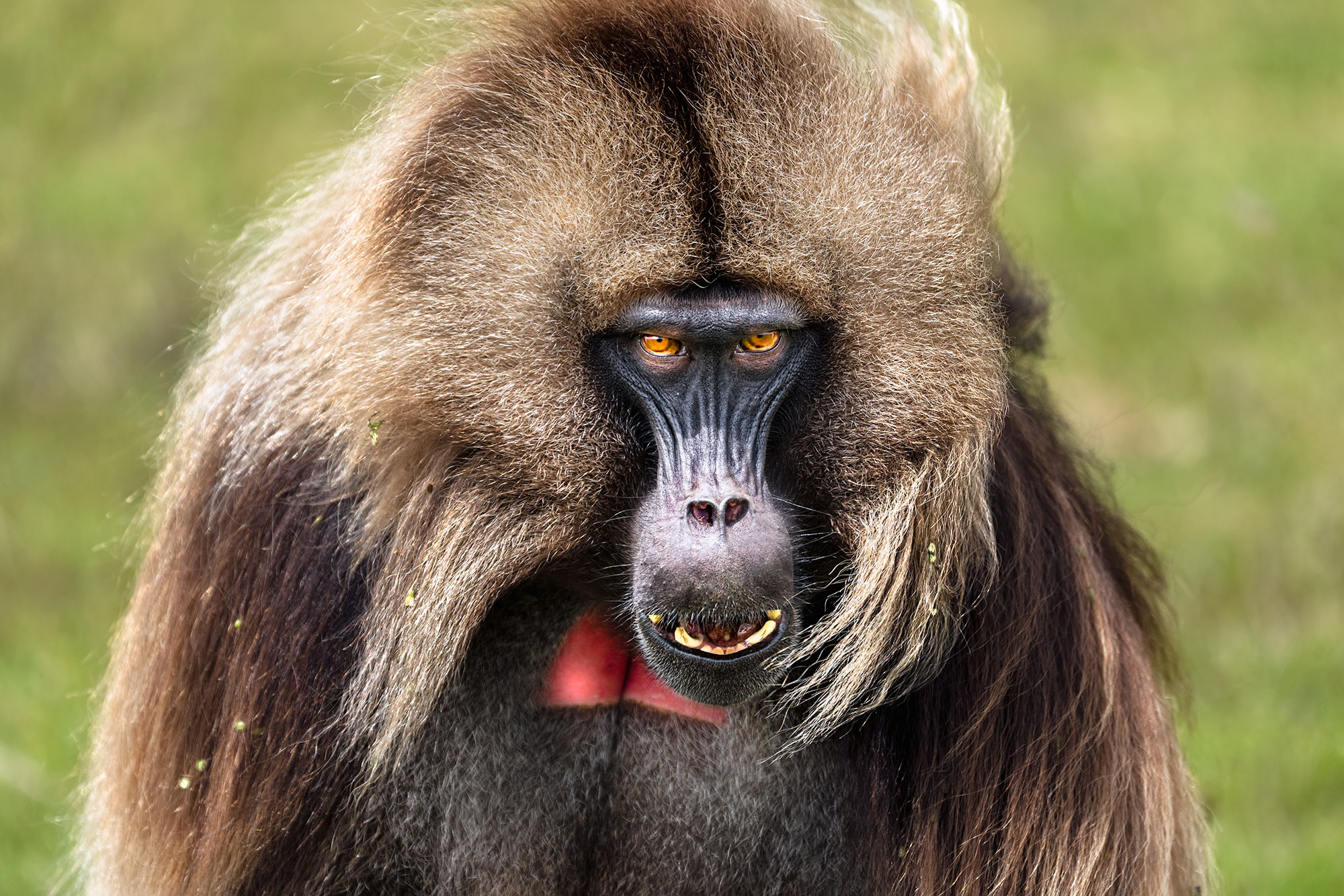 Dschelada fotografiert auf einer Fotoreise mit Benny Rebel Fotosafaris